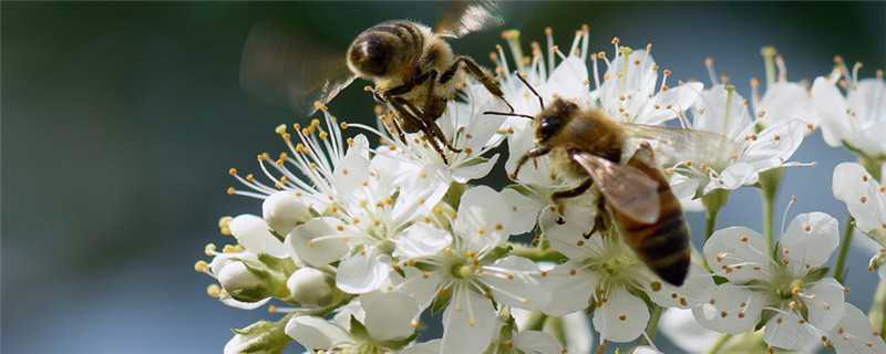 蜜蜂怎么繁殖后代