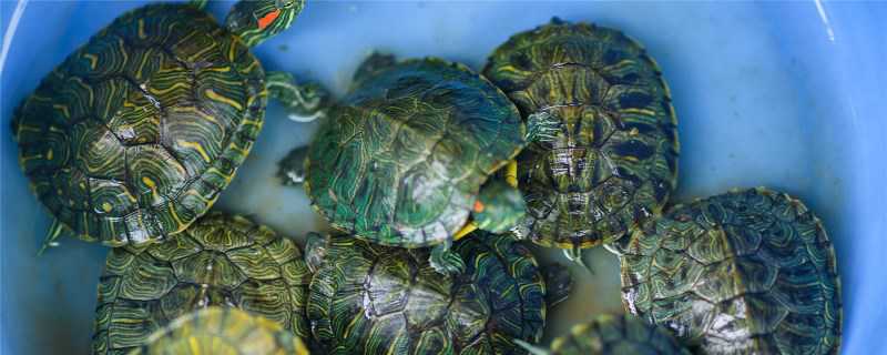 草龟怎么繁殖？