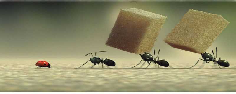 蚂蚁怎么过冬天 蚂蚁咋过冬