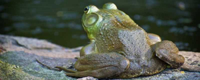 牛蛙是保护动物吗