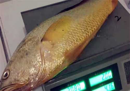 现在野生黄瓜鱼多少钱一斤