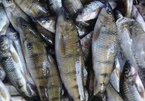 淡水石斑鱼多少钱一斤 淡水石斑鱼多少钱一斤市场价2022