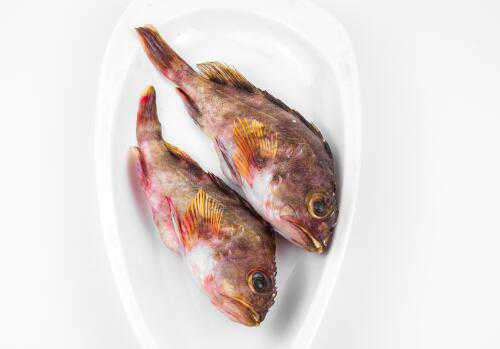 海水石斑鱼价格是多少钱一斤（石斑鱼是海水鱼吗?多少钱一斤?）