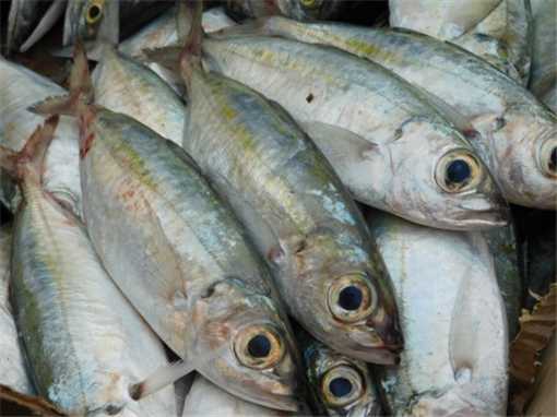 沙丁鱼价格多少钱一斤 沙丁鱼批发价格
