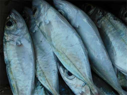 沙丁鱼价格多少钱一斤