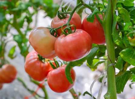 大棚番茄种植技术要点介绍 大棚番茄种植技术大全