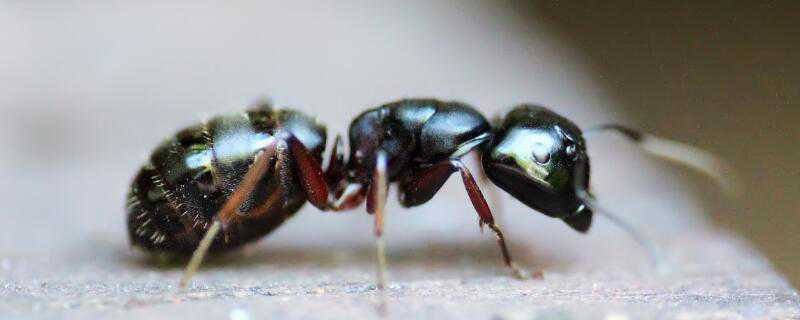 冬天到了蚂蚁怎么过冬 蚂蚁冬天怎么冬眠