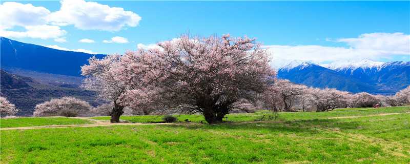 美丽的桃花树