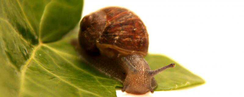 蜗牛怎么繁殖后代 蜗牛怎么繁殖后代