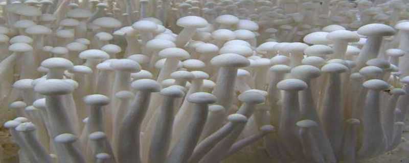 海鲜菇种植技术 海鲜菇种植技术要点