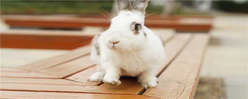 小白兔的养殖方法