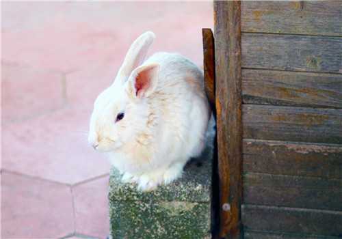 墙角的小白兔