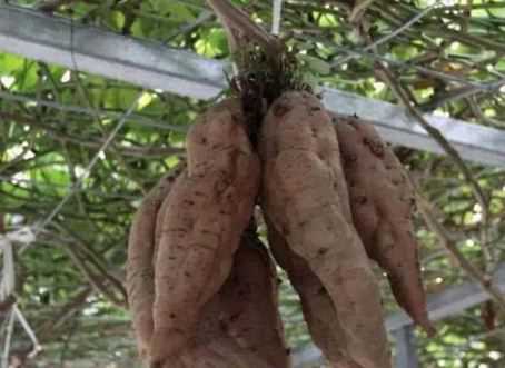 空中红薯栽培技术