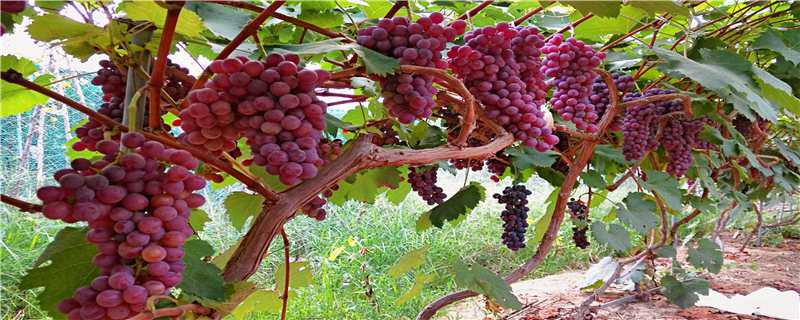 新疆葡萄种植技术（新疆葡萄种植技术要点）
