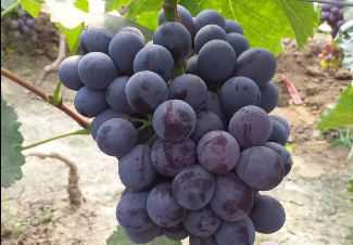 现在辽峰葡萄价格是多少钱一斤 辽峰葡萄亩产多少斤