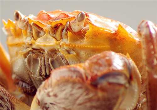 大闸蟹季节是从几月到几月 大闸蟹一般到几月份