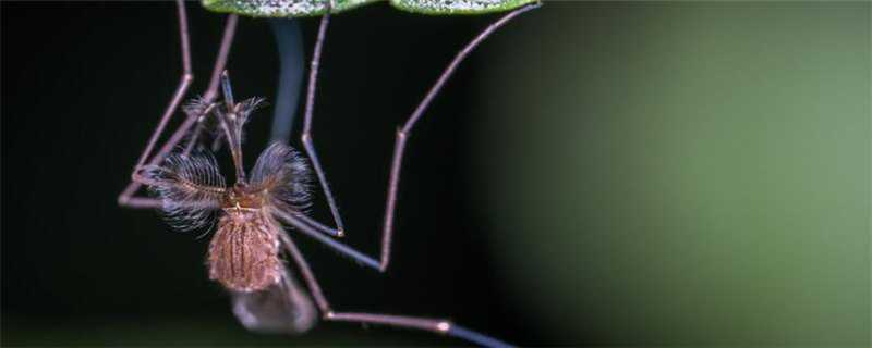 蚊子是怎么繁殖的 蚊子是怎么繁殖的视频