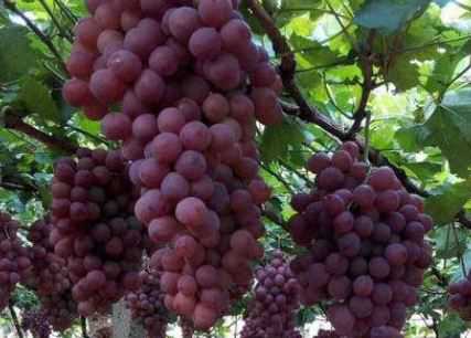 晚红葡萄有哪些特性（早红葡萄有哪些品种）