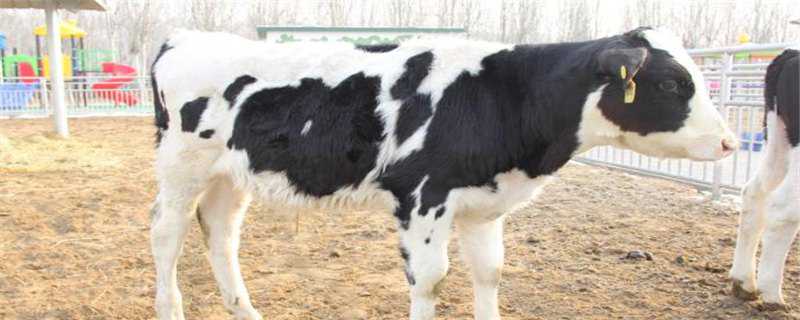 小母牛几个月可以受孕 小母牛从出生到可以受孕一般要多久