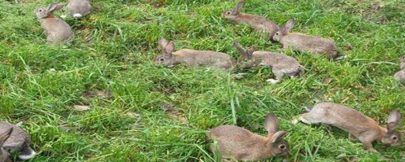 哪里有养殖野兔的（哪里有养殖野兔的基地）