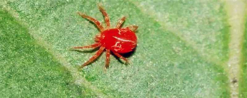 红蜘蛛的天敌是什么（红蜘蛛的天敌有哪些）