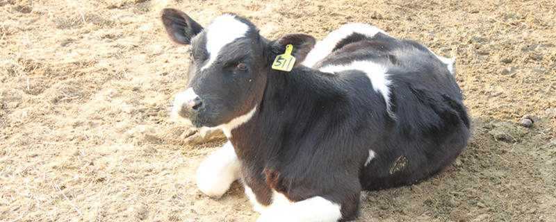 繁殖母牛的养殖技术（繁殖母牛的养殖技术和方法）
