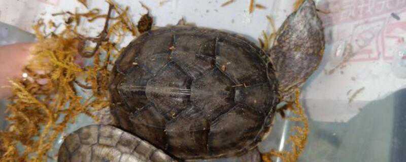 草龟怎么养成墨龟 草龟怎么养成墨龟,多少钱