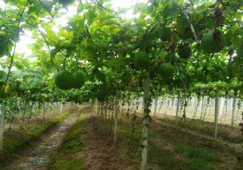 瓜蒌种植方法