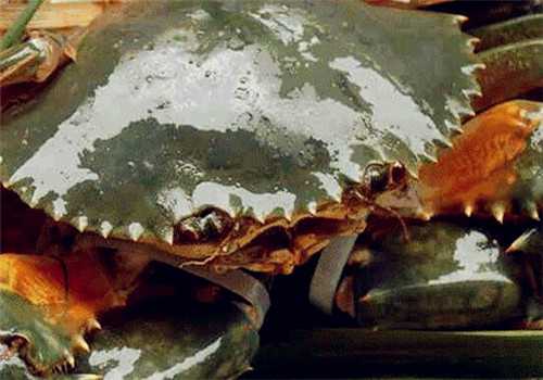 最常见的螃蟹种类及名称大全！你知道几种？