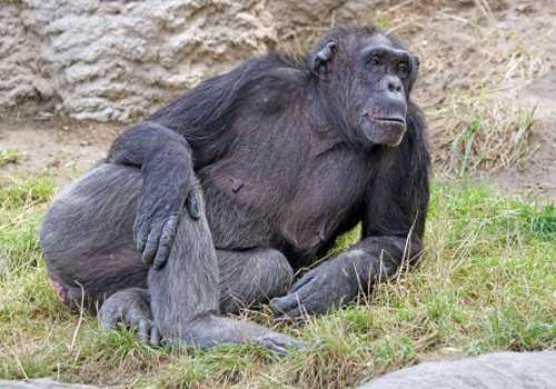 黑猩猩和大猩猩有什么区别