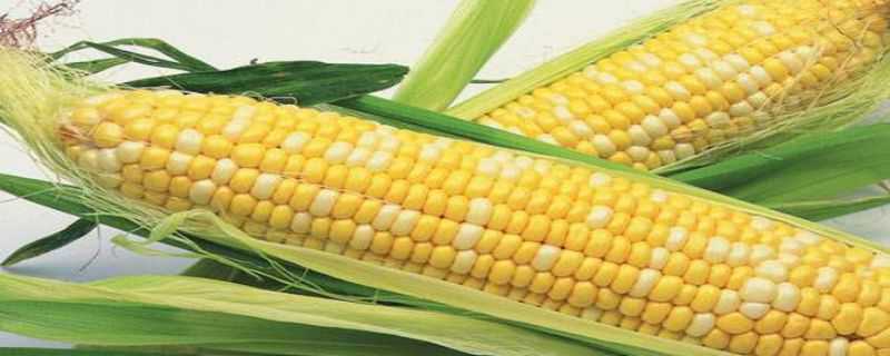 转基因玉米品种有哪些（哪些是转基因玉米）