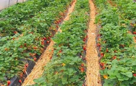 草莓反季种植