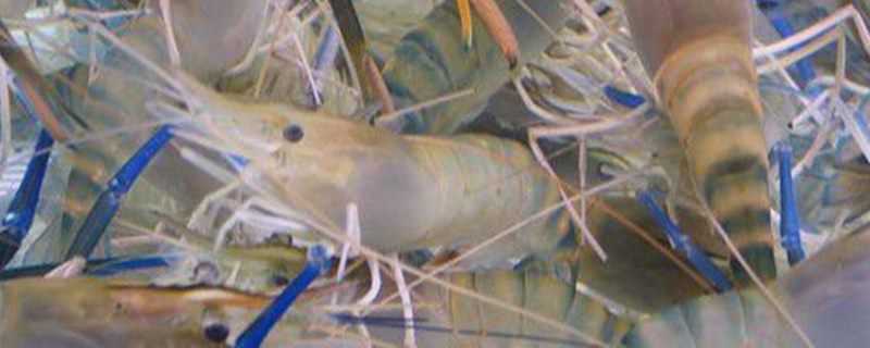 罗氏虾养殖周期 罗氏虾一年繁殖几次