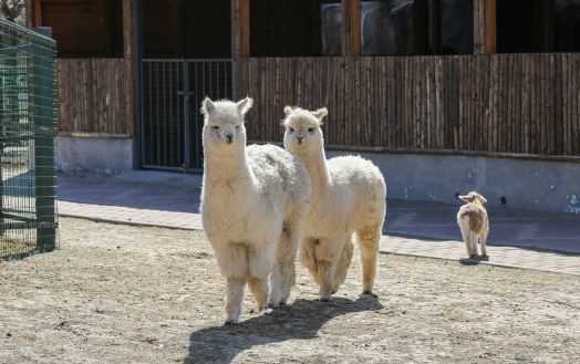 羊驼养殖方方向