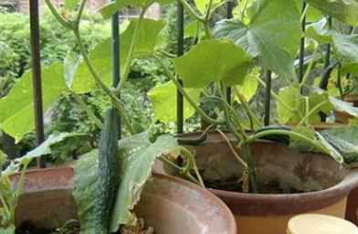 盆栽黄瓜的种植方法是什么（盆栽黄瓜的种植方法是什么呢）