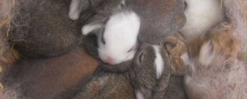 月月兔养殖方法（月兔的养殖方法）