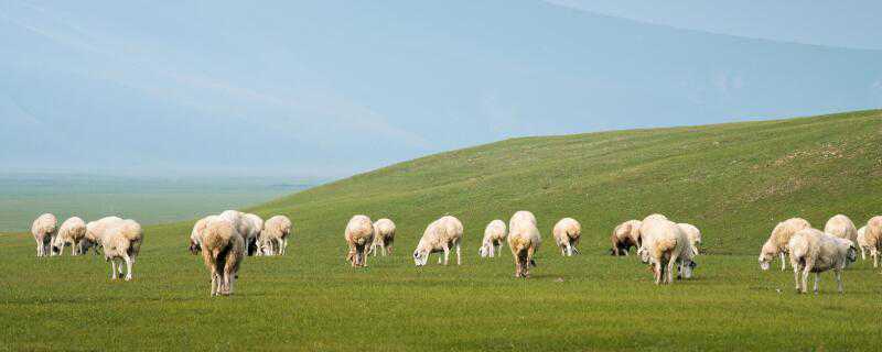 人工喂养小羊怎么成活 人工大量喂养小羊怎么成活