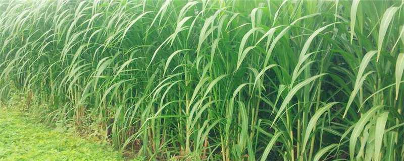 巨菌草和皇竹草的区别 巨菌草和皇竹草的区别,哪个营养好产量高