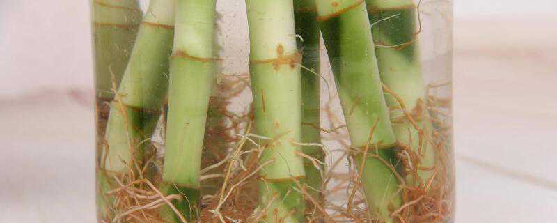 水养龙竹