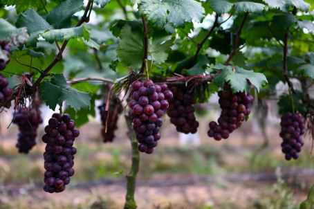 葡萄什么时间种 葡萄什么时间种植