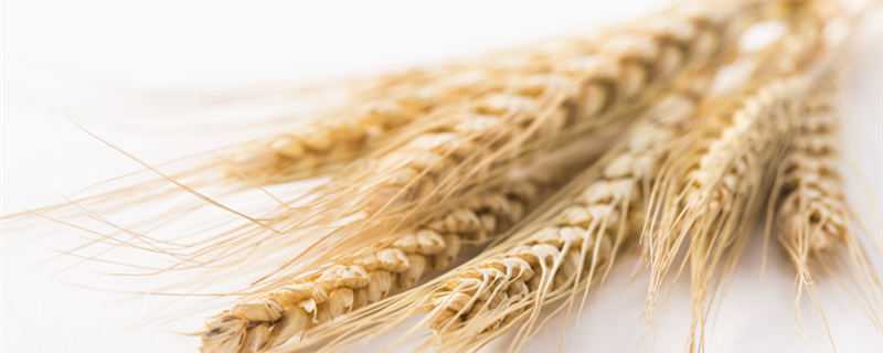 大麦什么时候成熟 大麦什么时候成熟上市