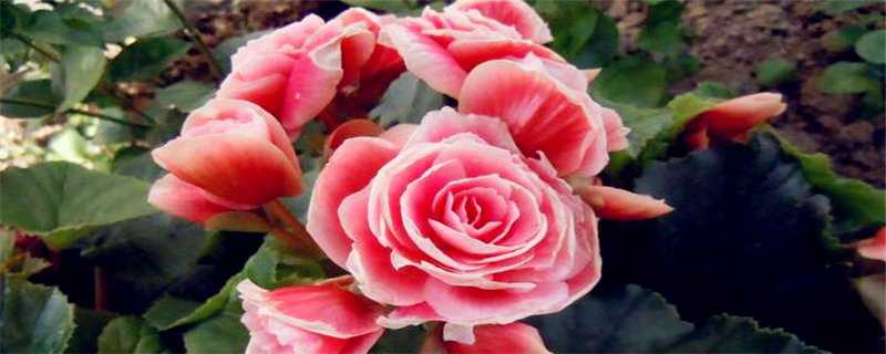 玫瑰海棠栽培技术 玫瑰海棠栽培技术与管理