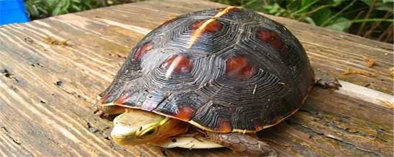 安缘龟的饲养方法
