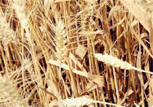 市场价格10元一斤的“血麦”种植前景怎么样？适合哪些地区种植？