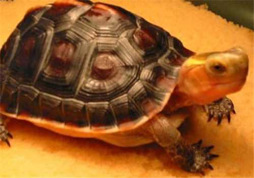 安缘龟的饲养方法