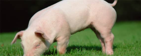 杜洛克猪的品种介绍 纯种杜洛克猪的特征