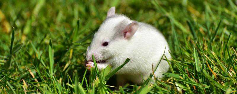 草地上的小白鼠