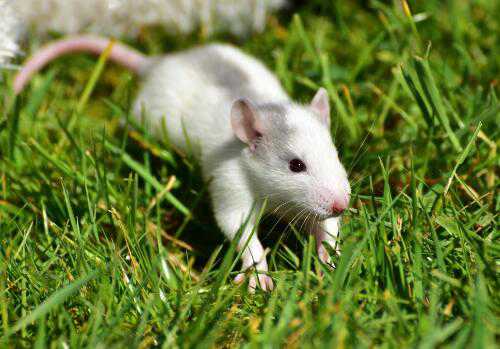 一只小白鼠