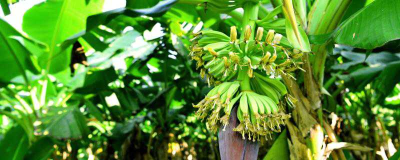 香蕉怎么种盆栽 如何种香蕉盆栽
