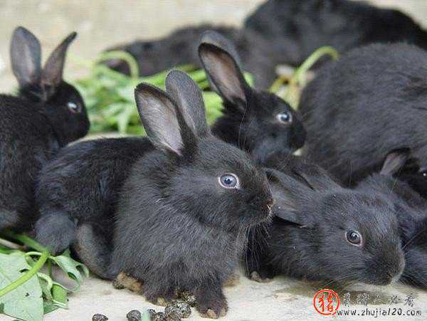 黑金兔价格，黑金兔养殖要多少投资，黑金兔养殖靠谱吗？